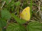 Photo d'un Papillon jaune